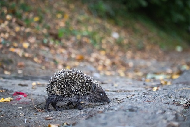 阿森纳算不算欧洲顶级？塔帅：我们没拿过欧冠，拜仁拿过六个
